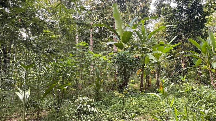 ขายที่ดิน จ.จันทบุรี อ.ท่าใหม่ 22 ไร่ 土地出售 泰国尖竹汶府 รูปที่ 4