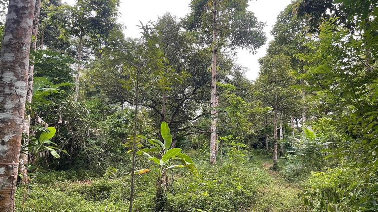 ขายที่ดิน จ.จันทบุรี อ.ท่าใหม่ 22 ไร่ 土地出售 泰国尖竹汶府 รูปที่ 2
