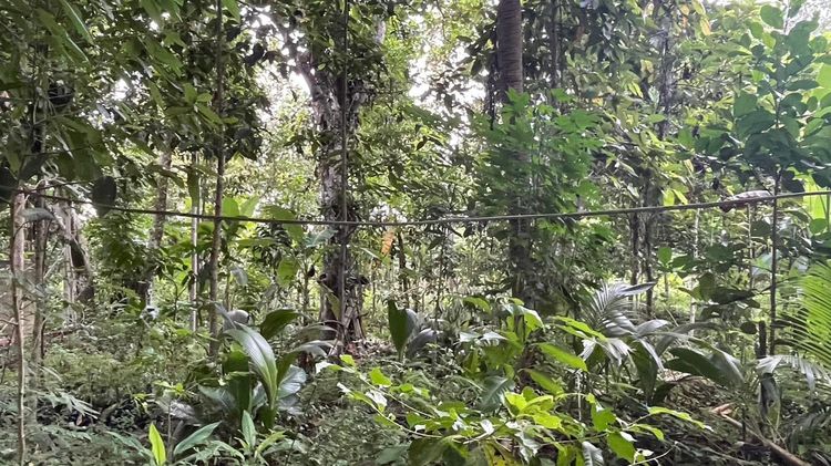 ขายที่ดิน จ.จันทบุรี อ.ท่าใหม่ 22 ไร่ 土地出售 泰国尖竹汶府 รูปที่ 3