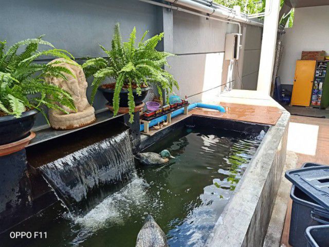 รับซ่อมบ่อรั่ว,บ่อร้าว,ทำบ่อปลาคาร์ฟแก้ระบบกรอง,ทำน้ำพุ รูปที่ 3