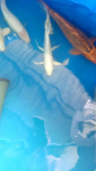 ทำบ่อปลาคาร์ฟ,ซ่อมบ่อรั่ว,บ่อร้าว ทำน้ำพุ รูปที่ 3