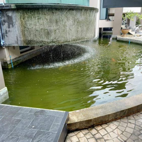 รับซ่อมบ่อรั่ว,บ่อร้าว,แก้ระบบกรอง,ทำน้ำพุ,ทำบ่อปลาคาร์ฟ,ทำน้ำตก,เดินระบบกรองและล้างบ่อปลาคาร์ฟ รูปที่ 7