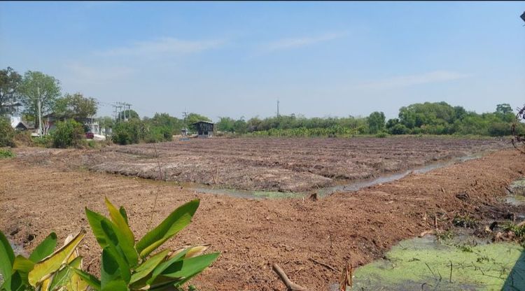 ขายที่ดิน 8 ไร่ สามโคก ปทุมธานี รูปที่ 3