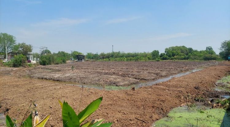 ขายที่ดิน 8 ไร่ สามโคก ปทุมธานี รูปที่ 2