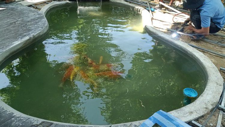 รับแก้ระบบกรองในบ่อปลาคาร์ฟ,ซ่อมบ่อปลาคาร์ฟรั่ว,บ่อร้าว,รับทำบ่อปลาคาร์ฟ,ทำน้ำพุ,น้ำล้น รูปที่ 2