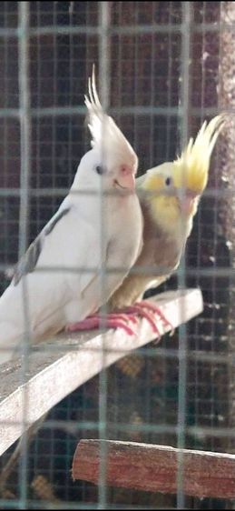 ขายนกค๊อกคาเทลผู้เมีย..นกรุ่นอายุไม่ถึงปี..สนใจโทร 0929135188 รูปที่ 4