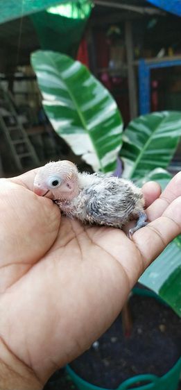 ขายลูกป้อนนกเลิฟเบิร์ดสีน้ำตาลออน่..สนใจโทร 0929135188 รูปที่ 2