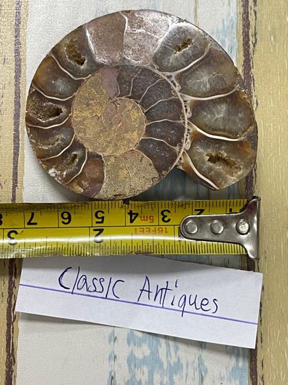 หอยแอมโมไนต์ โบราณสะสมA2