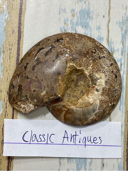 หอยแอมโมไนต์ โบราณสะสมA2 รูปที่ 2