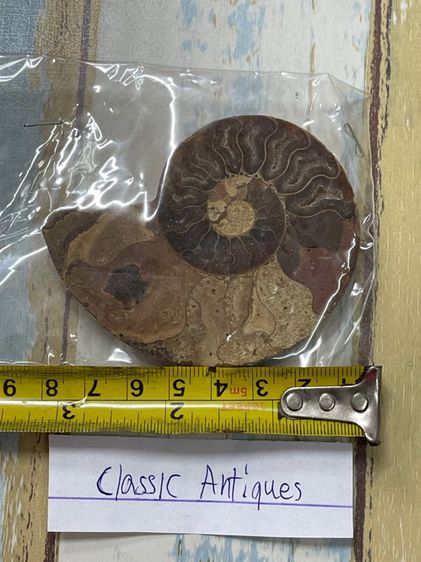 หอยแอมโมไนต์ โบราณสะสมA4