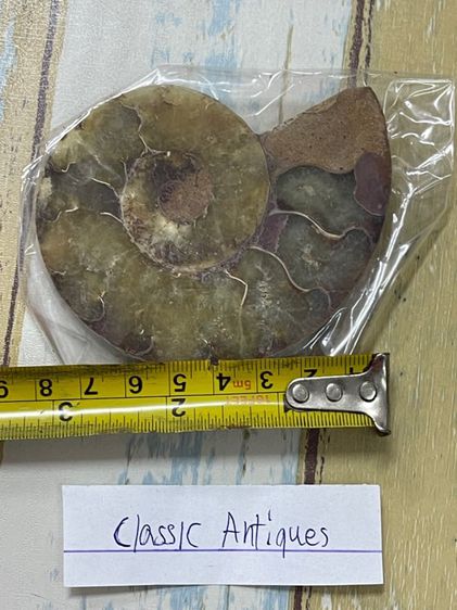 หอยแอมโมไนต์ โบราณสะสมA6