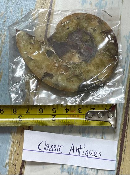 หอยแอมโมไนต์ โบราณสะสมA9