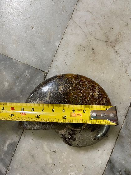 หอยแอมโมไนต์ โบราณสะสมA19 รูปที่ 3