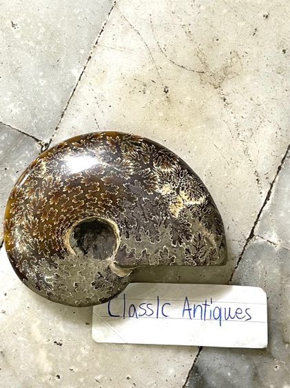 หอยแอมโมไนต์ โบราณสะสมA19