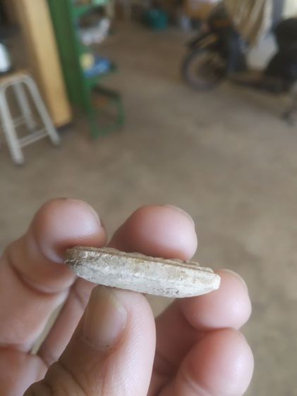 พระเนื้อผงผสมว่าน(พระพิมพ์พระปางสะดุ้งหรือพระผงพิมพ์ปรกโพธิ์หลังยันต์(วัดบางพระ)(สีขาว)(จังหวัดนครปฐม))พระบ้าน(พระเครื่องรางของมงคล) รูปที่ 17