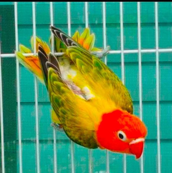ขายนกเลิฟเบิร์ด..นกรุ่นผู้เมียกรีนโอพาไลอียูวิง..สีสวยสดใส..สนใจโทร 0929135188 รูปที่ 2