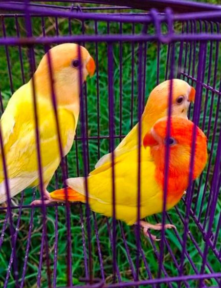 ขายนกเลิฟเบิร์ดไม่ขอบตาลูติโน่ ครอบแดง..ครอบเเดงใหญ่เเละลึกมากตามรูป
🔯ตำหนินก :ไม่มี
 สนใจโทร 0929135188 
 รูปที่ 3