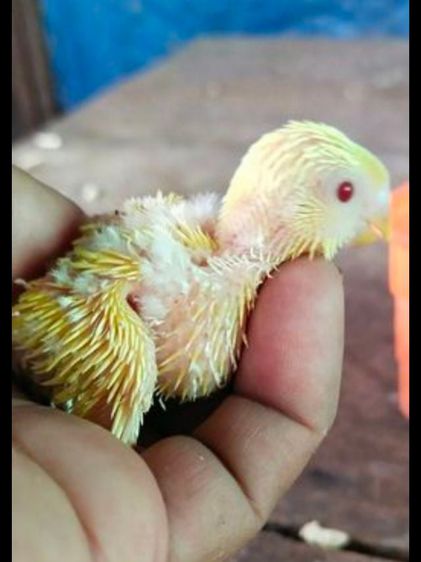 ขายลูกป้อนนกหงส์หยกลูติโน่..อังกฤษผสมฮอลเเลน์..สีสวย..สนใจโทร 0929135188