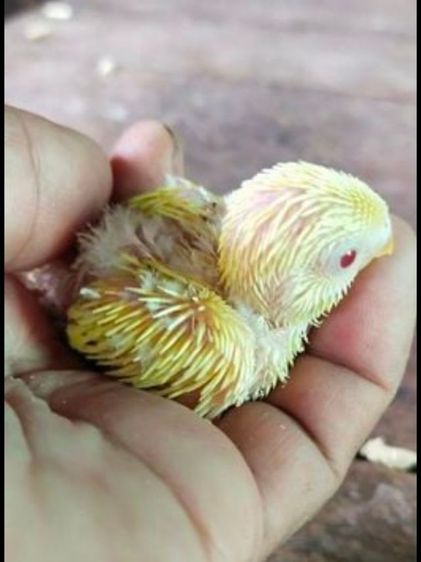 ขายลูกป้อนนกหงส์หยกลูติโน่..อังกฤษผสมฮอลเเลน์..สีสวย..สนใจโทร 0929135188 รูปที่ 2