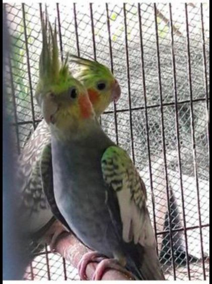 ขายนกค๊อคาเทล..สีซิลเวอร์พายมุก..ผู้เมีย.นกอายุ11เดือน ..สนใจโทร 0929135188 รูปที่ 2