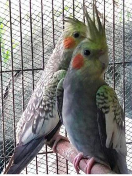 ขายนกค๊อคาเทล..สีซิลเวอร์พายมุก..ผู้เมีย.นกอายุ11เดือน ..สนใจโทร 0929135188 รูปที่ 3