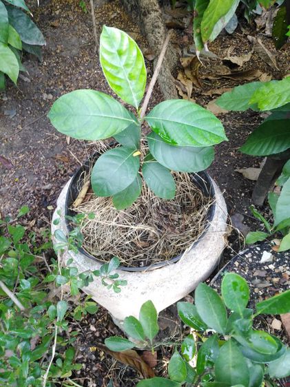 ขาย​ต้นส้ม​จี๊ด​กระถาง​ขนาดใหญ่, จุลินทรีย์​สังเคราะห์​แสง​ รูปที่ 11