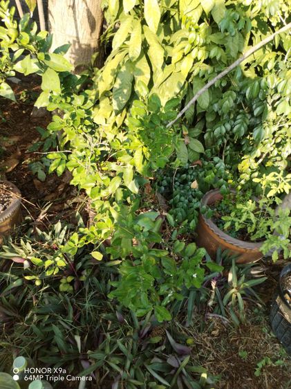 ขาย​ต้นส้ม​จี๊ด​กระถาง​ขนาดใหญ่, จุลินทรีย์​สังเคราะห์​แสง​ รูปที่ 2