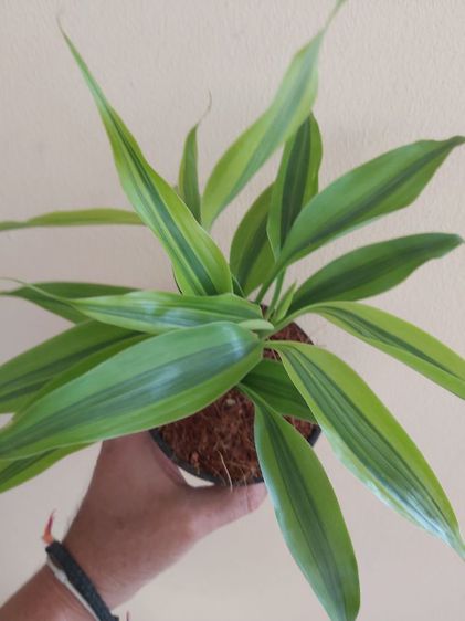 ต้นไม้ไผ่ทองนำโชค ประดับตกแต่งสวยงาม ส่งพร้อมกระถาง 3 นิ้ว รูปที่ 2