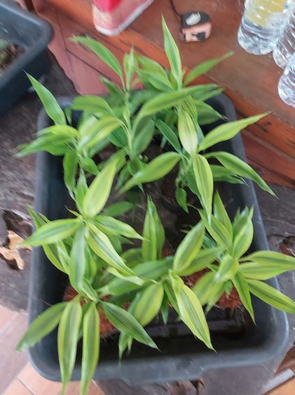 ต้นไม้ไผ่ทองนำโชค ประดับตกแต่งสวยงาม ส่งพร้อมกระถาง 3 นิ้ว รูปที่ 5