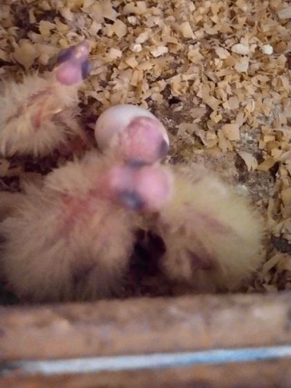 ขายลูกป้อนค๊อกคาเทลไซส์อายุ 4ถึง5วัน..ราคาตัวละ 550บาท..สนใจโทร 0929135188 รูปที่ 4