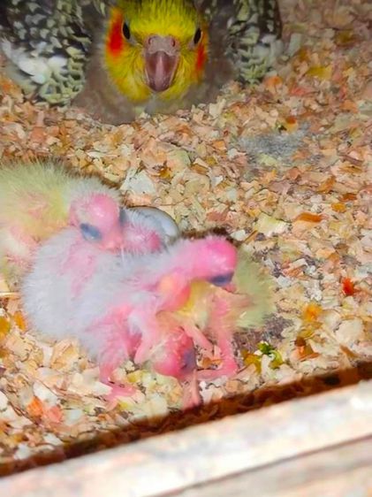 ขายลูกป้อนค๊อกคาเทลไซส์อายุ 4ถึง5วัน..ราคาตัวละ 550บาท..สนใจโทร 0929135188 รูปที่ 3