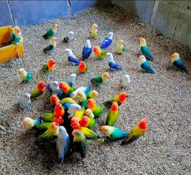 ขายนกเลิฟเบิร์ดหลากสีสัน..สีสันสวยงาม..ราคาเริ่มต้นที่700 บาท.ราคาขี้นอยู่กับสีของนกครับ..สนใจโทร 0929135188