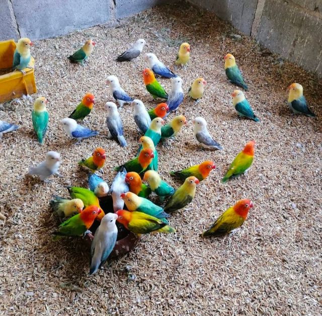 ขายนกเลิฟเบิร์ดหลากสีสัน..สีสันสวยงาม..ราคาเริ่มต้นที่700 บาท.ราคาขี้นอยู่กับสีของนกครับ..สนใจโทร 0929135188 รูปที่ 2