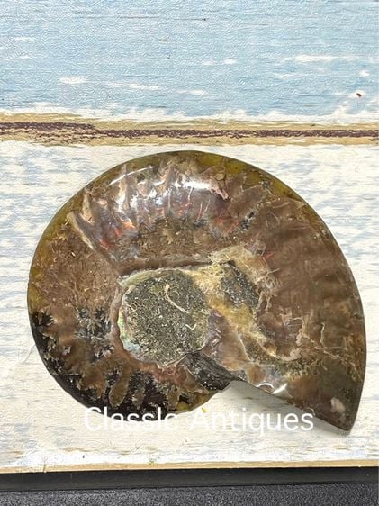 หอยแอมโมไนต์ โบราณสะสมA20 รูปที่ 2