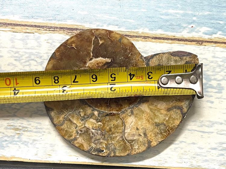 หอยแอมโมไนต์ โบราณสะสมA21 รูปที่ 3