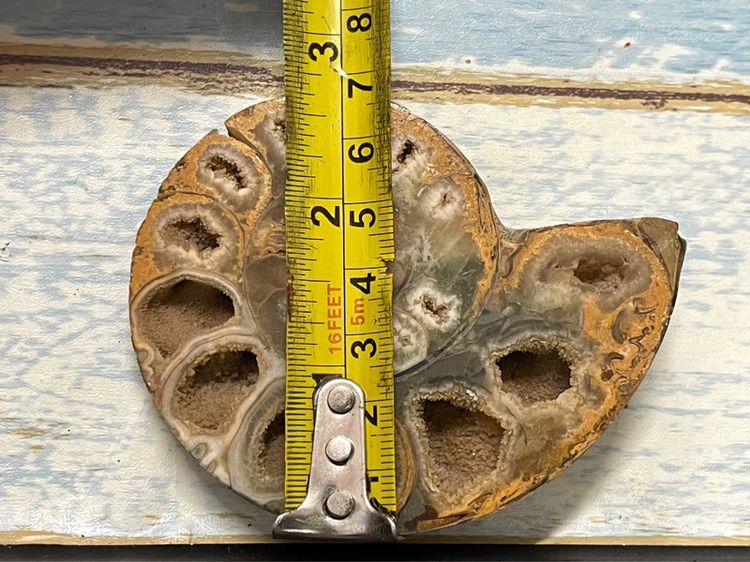 หอยแอมโมไนต์ โบราณสะสมA22 รูปที่ 4