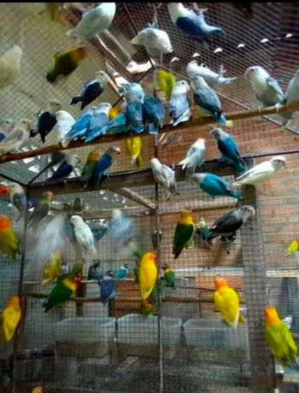ขายนกเลิฟเบิร์ดหลากสีสัน..สีสันสวยงาม..ราคาเริ่มต้นที่700 บาท.ราคาขี้นอยู่กับสีของนกครับ..สนใจโทร 0929135188 รูปที่ 2