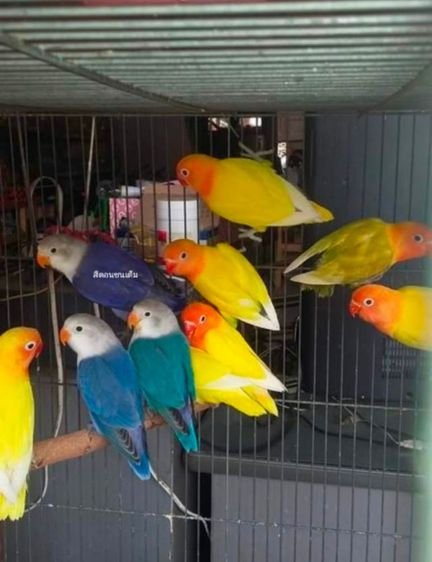 ขายนกเลิฟเบิร์ดสีสวยๆ..อายุนกรุ่น..ราคาตัวละ700 บาท..เป็นราคาเริ่มต้นครับ..สนใจโทร 0929135188 รูปที่ 2