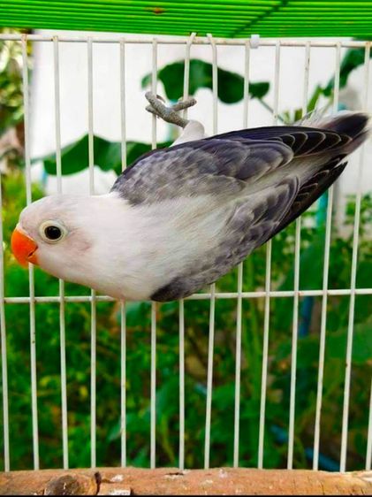 ขายนกเลิฟเบิร์ดโอพาไลอียูวิงสีม่วง..ลายเกล็ดที่ปีกสวยมา..สนใจโทร 0929135188 รูปที่ 3