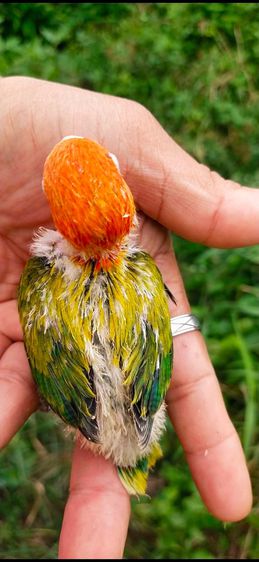 ขายลูกป้อนนกเลิฟเบิร์ดสีเขียวหน้าเเดง รูปที่ 2