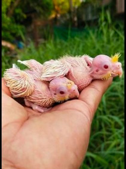 ขายลูกป้อนนกค๊อกคาเทลสีเหลืองเเก้มเเดงลูติโน่..สนใจโทร 0929135188 รูปที่ 2