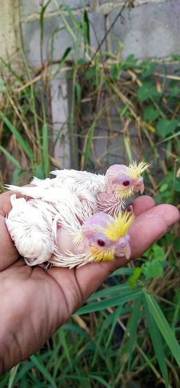ขายลูกป้อนนกค๊อกคาเทลสีเหลืองเเก้มเเดงลูติโน่..สนใจโทร 0929135188 รูปที่ 2
