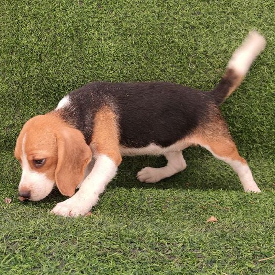 บีเกิ้ล ลูกสุนัข Beagle ใบเพ็ด 🔻ปรับราคาลง รูปที่ 3