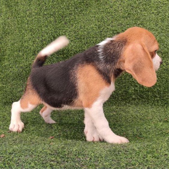 บีเกิ้ล ลูกสุนัข Beagle ใบเพ็ด 🔻ปรับราคาลง รูปที่ 2