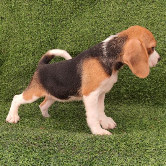 บีเกิ้ล ใบเพ็ด ลูกสุนัข Beagle ตัวสุดท้าย❗️ รูปที่ 2