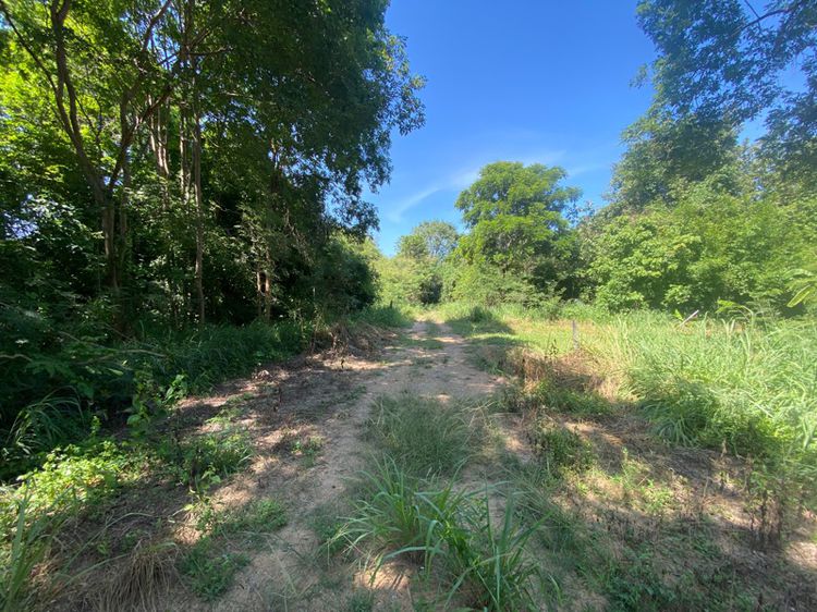 ที่ดินสี่เหลี่ยมสวยๆเหมาะปลูกบ้าน ทำเลดีที่สูง 160 ตรว. รูปที่ 3