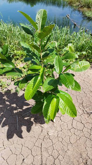 ที่ดินโฉนดครุฑแดง เนื้อที่2ไร่1งาน รูปที่ 2