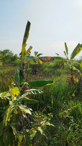 ที่ดินโฉนดครุฑแดง เนื้อที่2ไร่1งาน รูปที่ 4