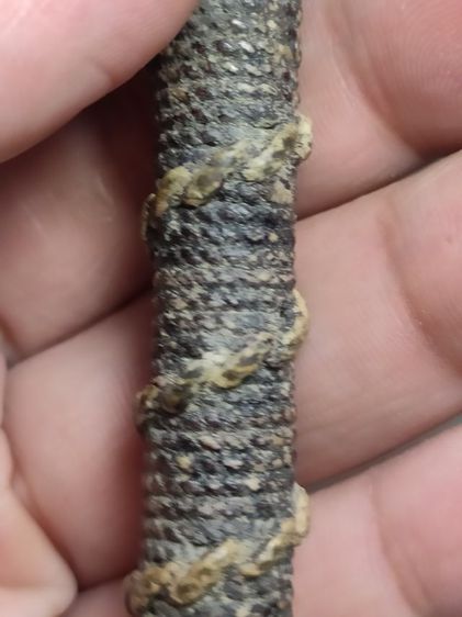 ตะกรุดชาตรีหลวงพ่อจง วัดหน้าต่างนอก รูปที่ 6