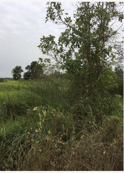 ที่ดินลำลูกกาคลอง13 รูปที่ 4